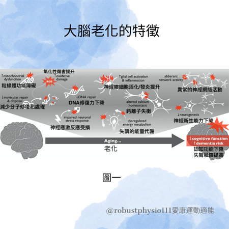 大腦老化的特徵